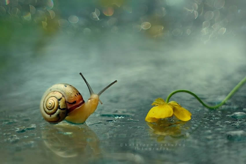 Snails Macro Photography By Katarzyna Zaluzna