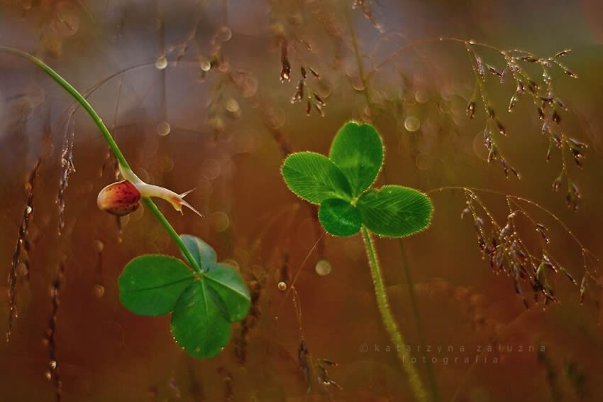 Snails Macro Photography By Katarzyna Zaluzna