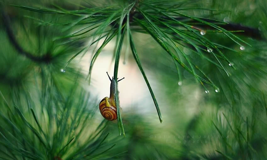 Snails Macro Photography By Katarzyna Zaluzna