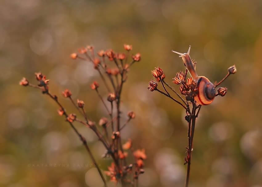 Snails Macro Photography By Katarzyna Zaluzna