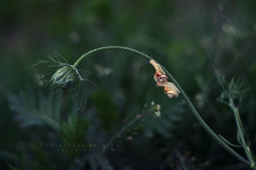 Snails Macro Photography By Katarzyna Zaluzna