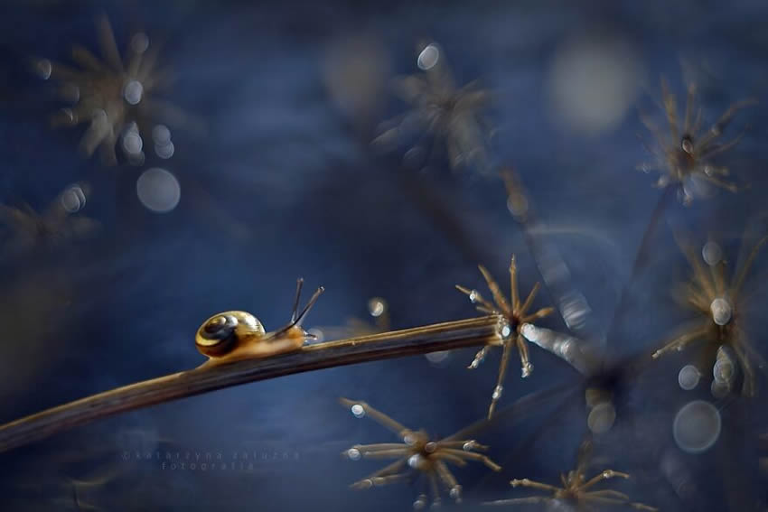 Snails Macro Photography By Katarzyna Zaluzna