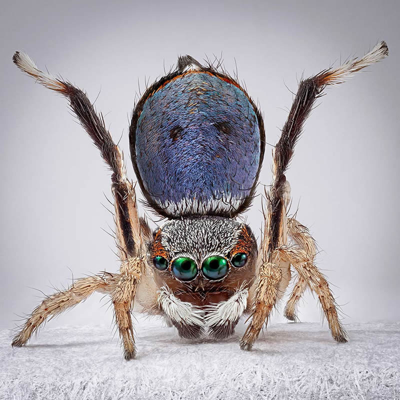 Vibrant Portraits Of Spiders By Maria Fernanda Cardoso