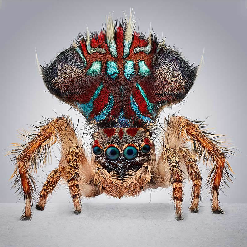 Vibrant Portraits Of Spiders By Maria Fernanda Cardoso