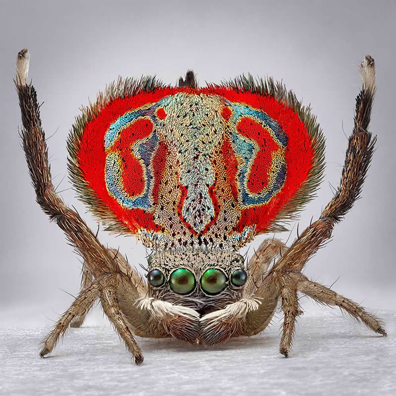 Vibrant Portraits Of Spiders By Maria Fernanda Cardoso