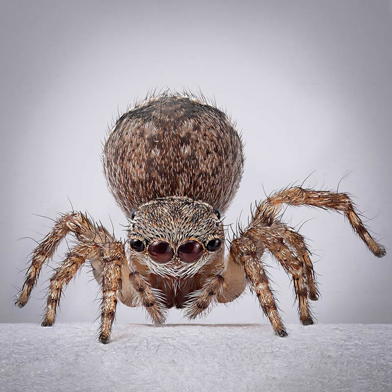 Vibrant Portraits Of Spiders By Maria Fernanda Cardoso