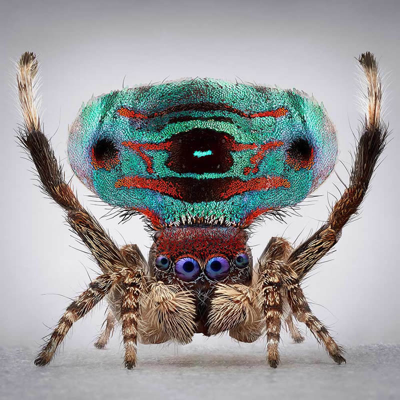 Vibrant Portraits Of Spiders By Maria Fernanda Cardoso