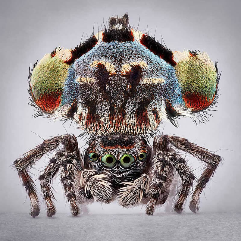 Vibrant Portraits Of Spiders By Maria Fernanda Cardoso