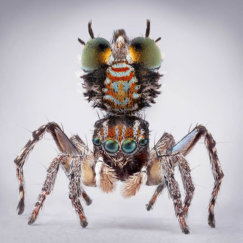 Vibrant Portraits Of Spiders By Maria Fernanda Cardoso