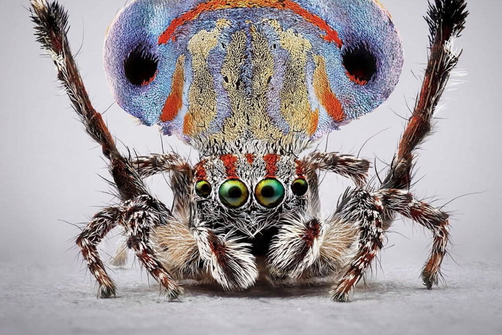 Vibrant Portraits Of Spiders By Maria Fernanda Cardoso