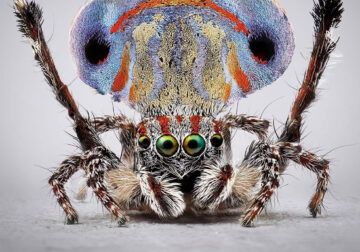 Vibrant Portraits Of Spiders By Maria Fernanda Cardoso