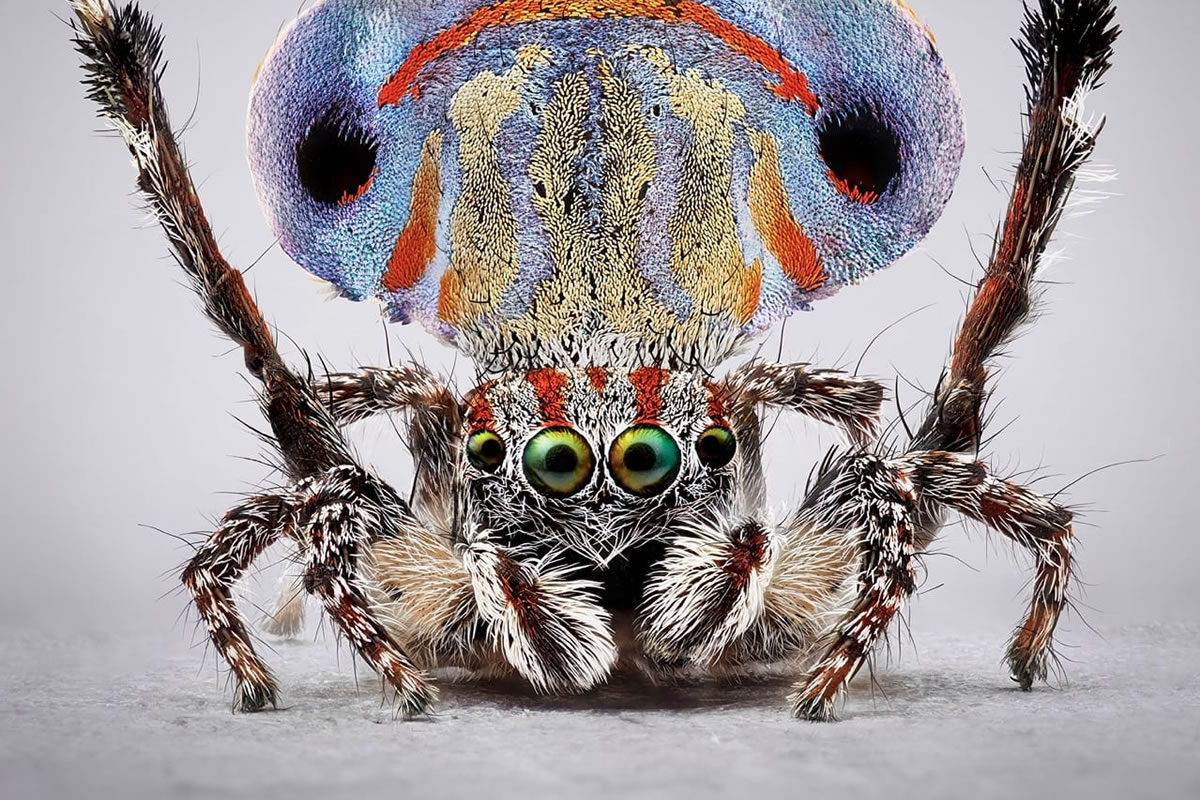 Vibrant Portraits Of Spiders By Maria Fernanda Cardoso
