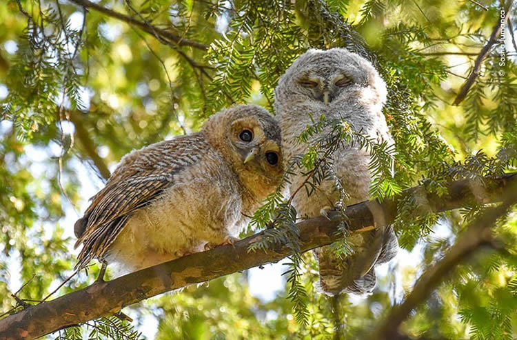 Wildlife Photographer Of The Year 2024 Highly Commended Photos