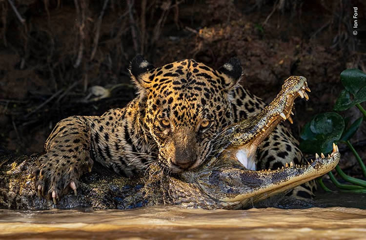 Wildlife Photographer Of The Year 2024 Highly Commended Photos