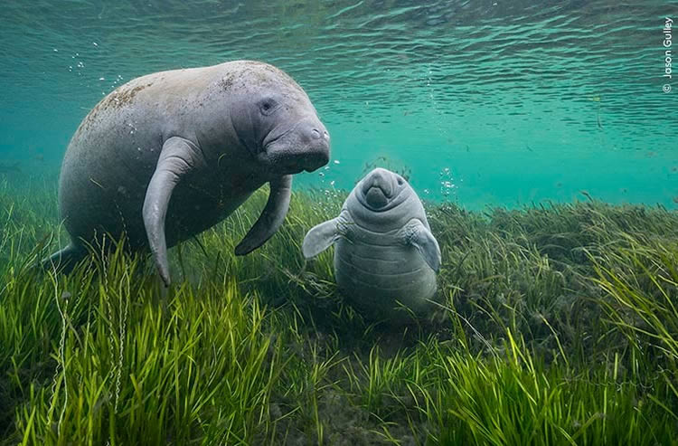 Wildlife Photographer Of The Year 2024 Highly Commended Photos