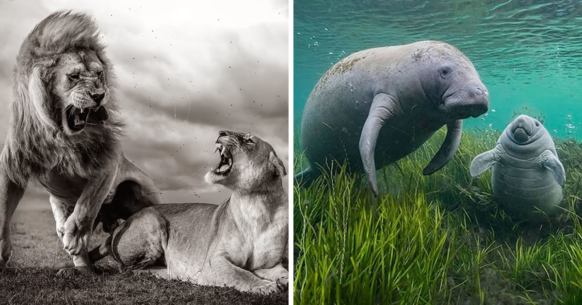 15 Stunning Highly Commended Photos From The 2024 Wildlife Photographer Of The Year