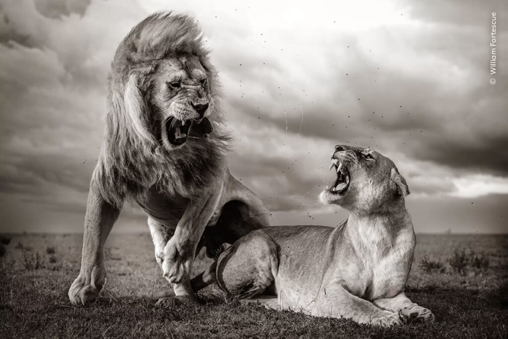 Wildlife Photographer Of The Year 2024 Highly Commended Photos