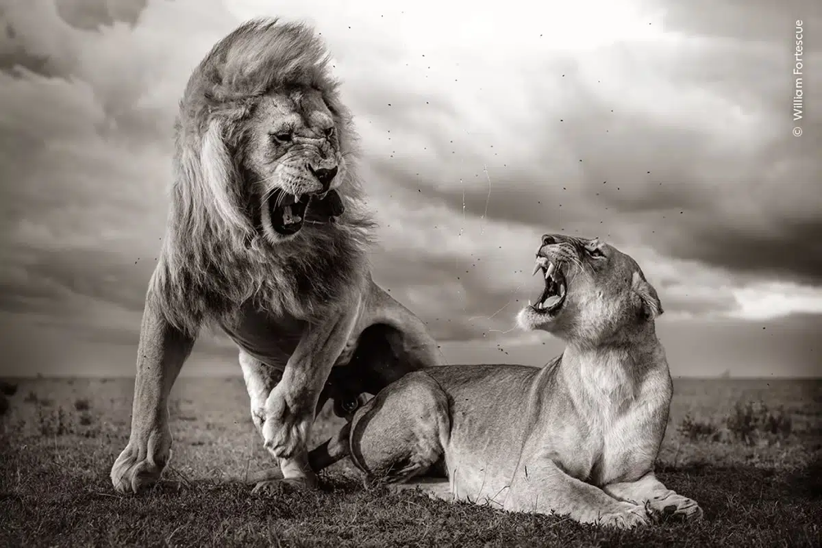 Wildlife Photographer Of The Year 2024 Highly Commended Photos