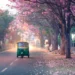 A green auto-rickshaw drives down a road lined with pink blossoming trees in India