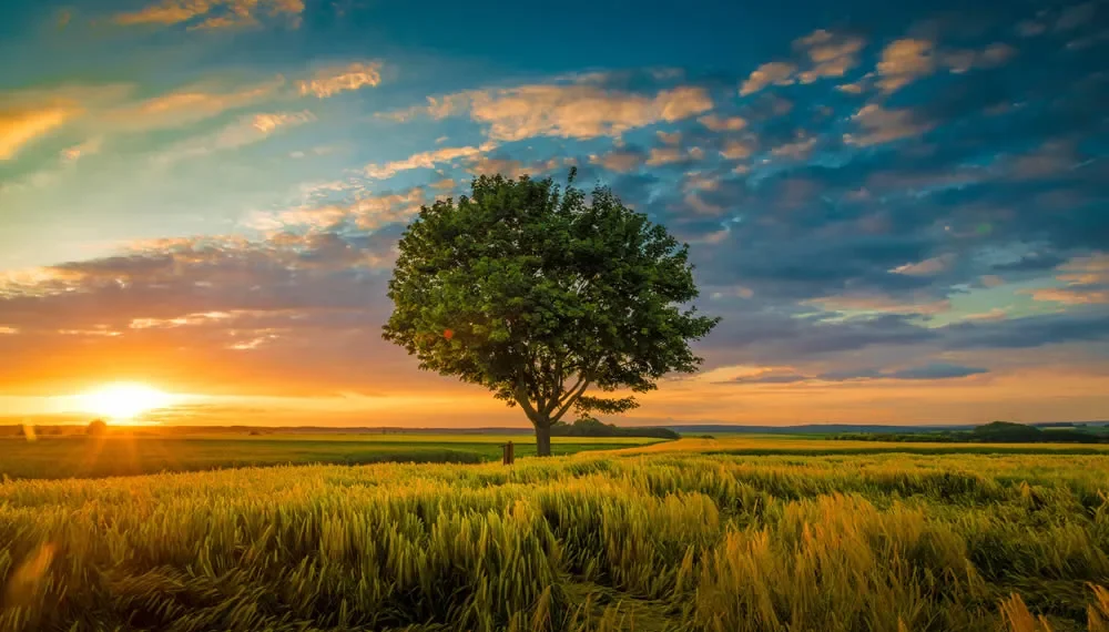A lone tree stands in a golden wheat field at sunset under a dramatic sky