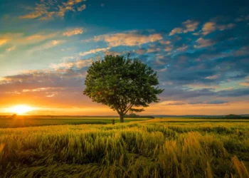 A lone tree stands in a golden wheat field at sunset under a dramatic sky