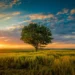 A lone tree stands in a golden wheat field at sunset under a dramatic sky