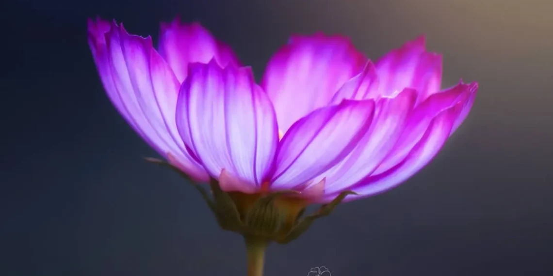 Macro flower photography showing a glowing pink flower with soft light and detailed petals