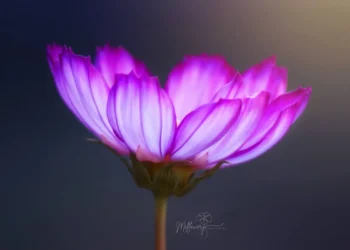 Macro flower photography showing a glowing pink flower with soft light and detailed petals