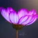 Macro flower photography showing a glowing pink flower with soft light and detailed petals