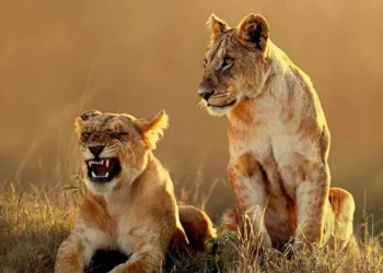 Two lionesses resting in golden savanna grass, one snarling, wildlife photos