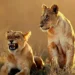 Two lionesses resting in golden savanna grass, one snarling, wildlife photos