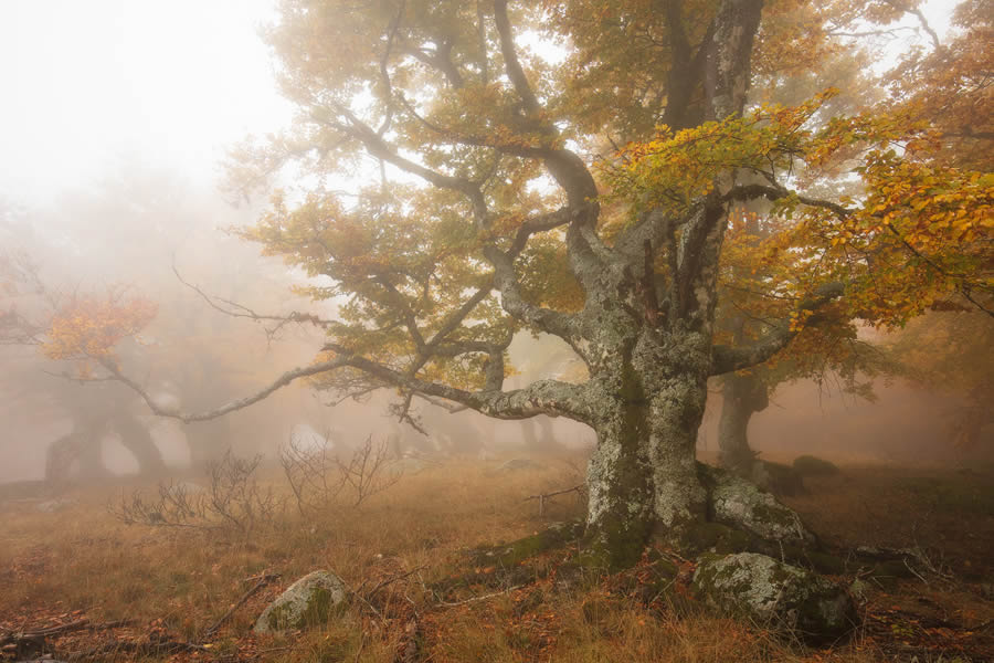 Autumn Photos In The Woods By Daniel Paravisini