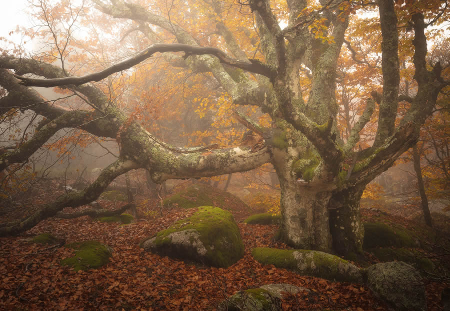 Autumn Photos In The Woods By Daniel Paravisini