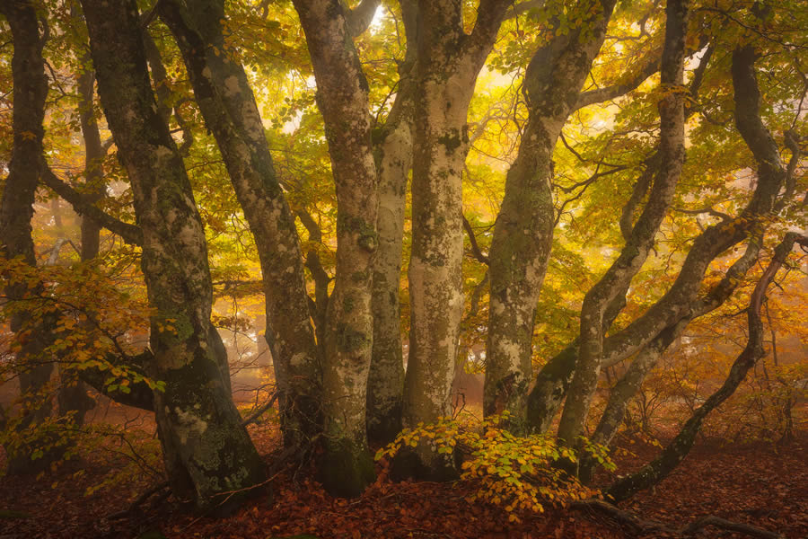 Autumn Photos In The Woods By Daniel Paravisini