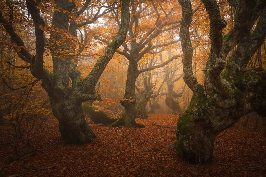 Autumn Photos In The Woods By Daniel Paravisini