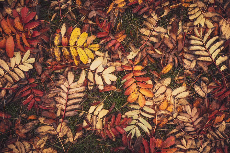 Autumn Photos In The Woods By Daniel Paravisini