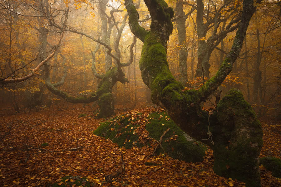 Autumn Photos In The Woods By Daniel Paravisini