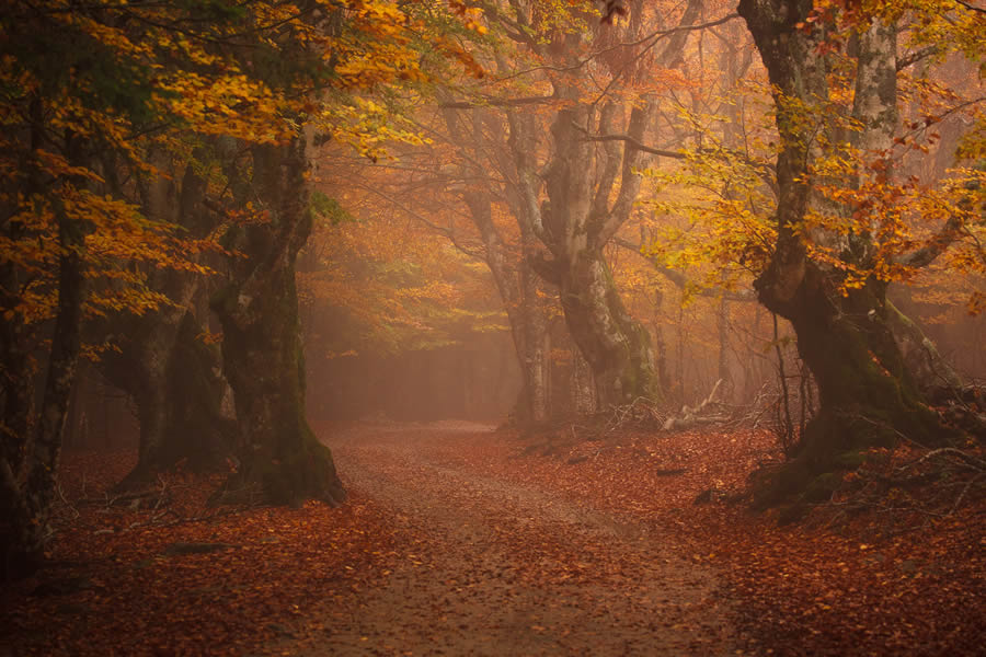 Photographer Daniel Paravisini Captures Fascinating Autumn Photos In The Woods