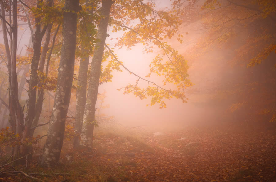 Autumn Photos In The Woods By Daniel Paravisini