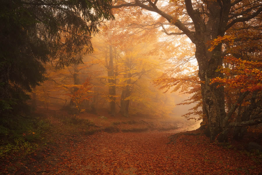 Autumn Photos In The Woods By Daniel Paravisini