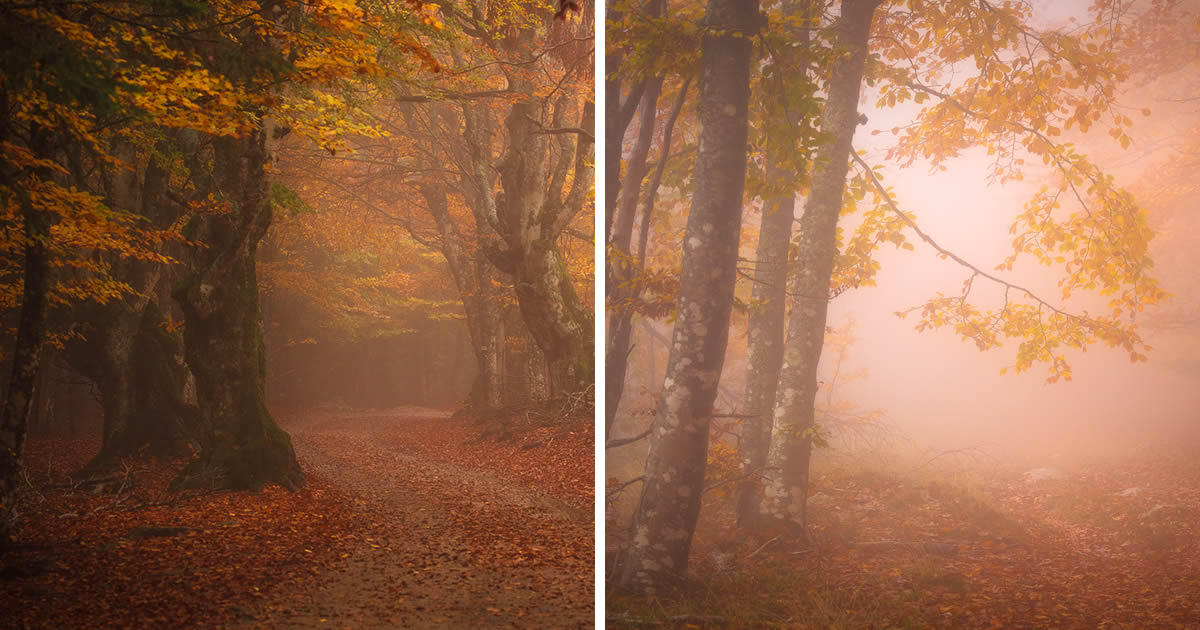 Photographer Daniel Paravisini Captures Fascinating Autumn Photos In The Woods