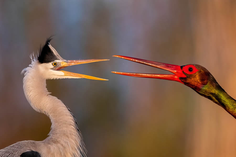 Bird Photographer of the year 2024 winners