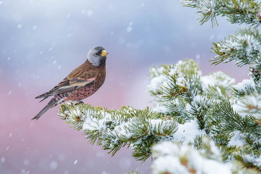 Bird Photographer of the year 2024 winners