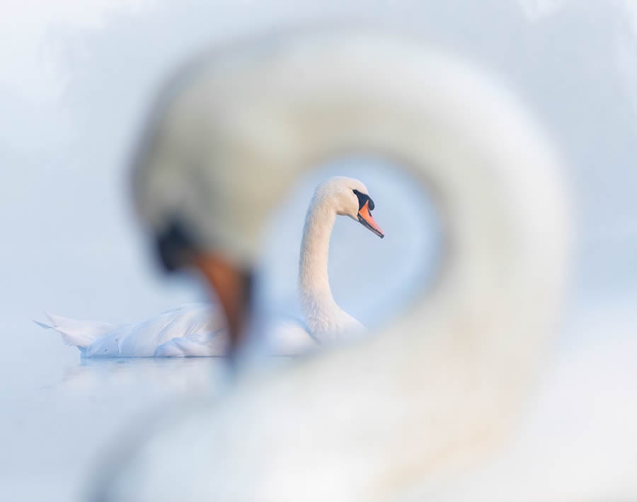 30 Fantastic Winning Photos From The 2024 Bird Photographer Of The Year