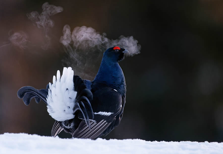 Bird Photographer of the year 2024 winners