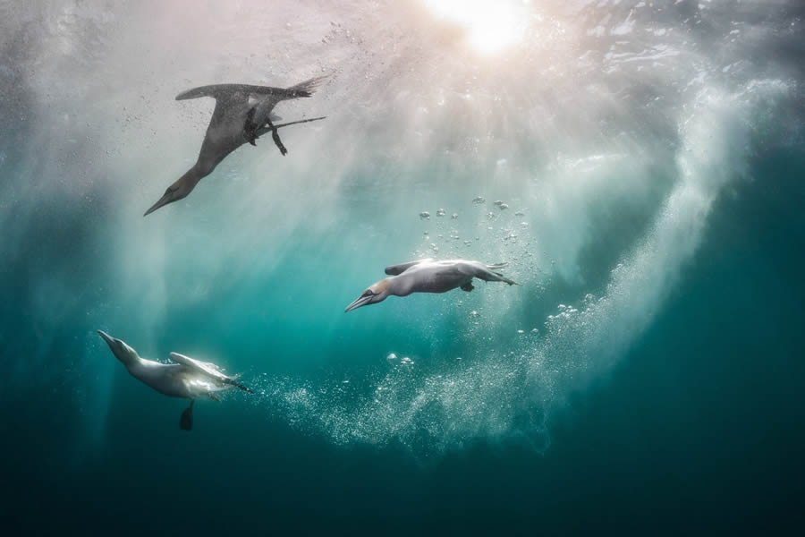 Bird Photographer of the year 2024 winners