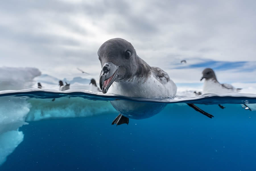 30 Fantastic Winning Photos From The 2024 Bird Photographer Of The Year