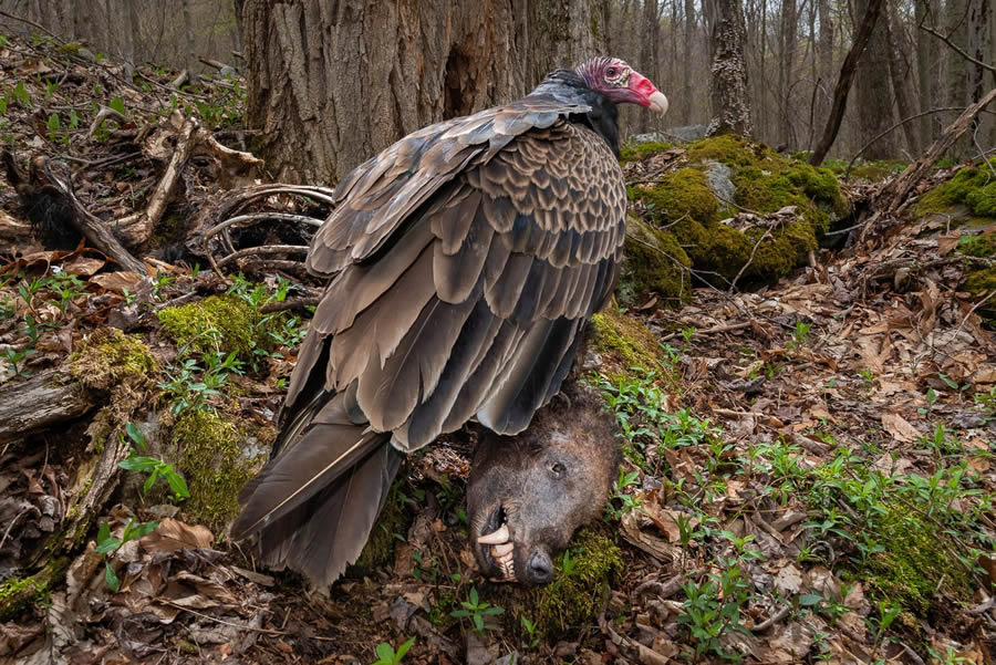 30 Fantastic Winning Photos From The 2024 Bird Photographer Of The Year