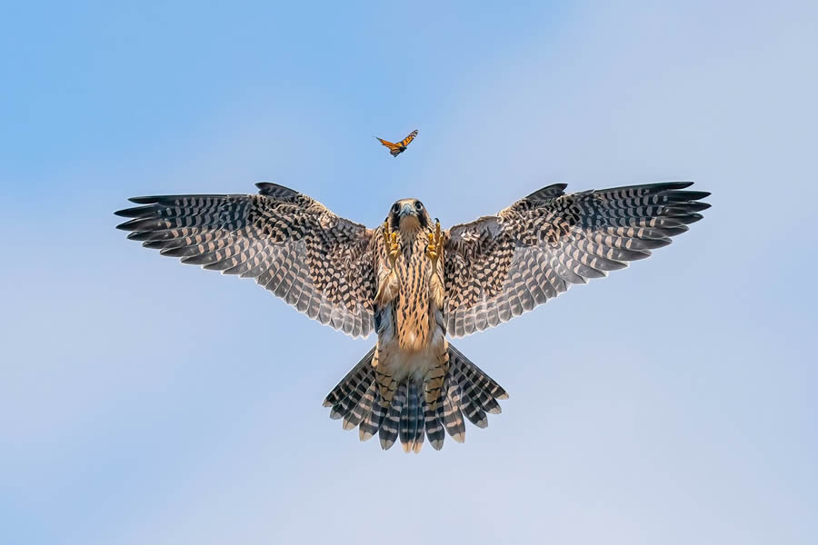 Bird Photographer of the year 2024 winners