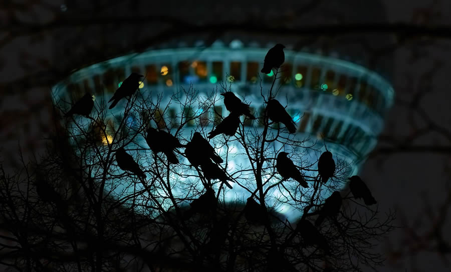 Bird Photographer of the year 2024 winners